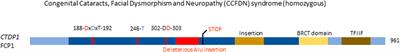 The role of serine/threonine phosphatases in human development: Evidence from congenital disorders